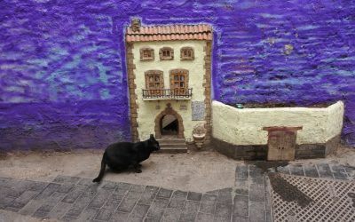 L'angolo nascosto di Valencia per gli amanti dei gatti