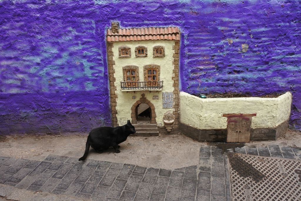 La Casa de los Gatos de Valencia con un gato